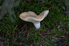 Hydnum repandum