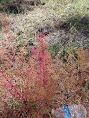 Dysphania graveolens