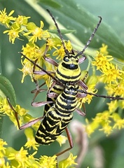 Megacyllene robiniae