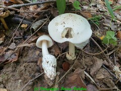 Amanita vaginata alba