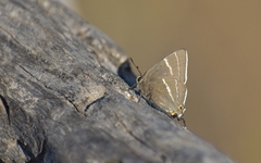 Atlides thargelia