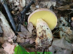 Butyriboletus fuscoroseus
