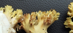Ramaria rasilispora