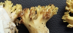 Ramaria rasilispora