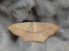 Scopula imitaria