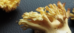 Ramaria rasilispora