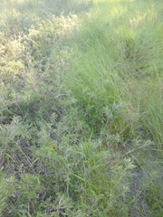 Dichanthelium scoparium