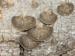 Hexagonia