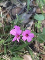 Oxalis articulata
