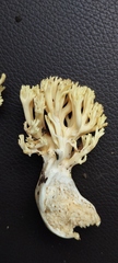 Ramaria rasilispora