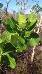 Himatanthus obovatus