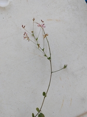 Lespedeza repens