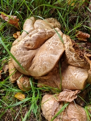 Leccinellum crocipodium