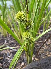 Sparganium americanum