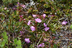 Kalmia microphylla microphylla