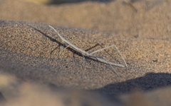 Proscopiidae