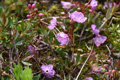 Kalmia microphylla microphylla