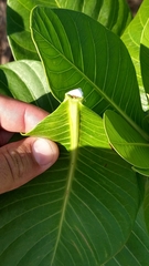 Himatanthus obovatus