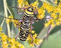 Megacyllene robiniae