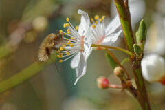 Bombylius major