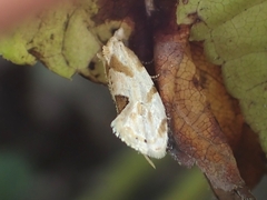 Aethes angustana