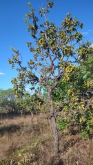 Psidium laruotteanum