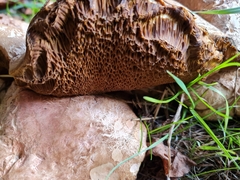 Leccinellum crocipodium