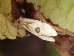 Aethes angustana