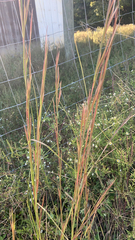 Andropogon virginicus