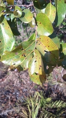 Psidium laruotteanum