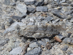 Sphingonotus rubescens