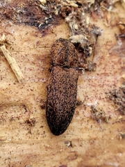 Elateridae