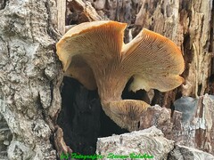 Neolentinus degener