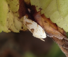 Aethes angustana