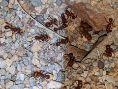 Pogonomyrmex barbatus