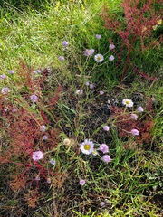 Erigeron divergens