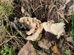 Hohenbuehelia angustata