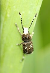 Platystomos albinus
