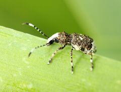 Platystomos albinus