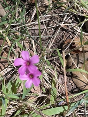 Oxalis articulata