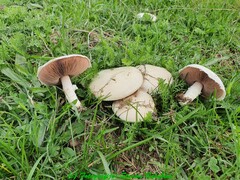 Agaricus porphyrocephalus