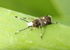 Platystomos albinus