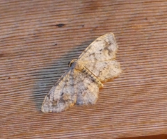 Hypagyrtis piniata