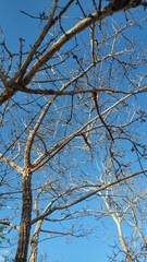 Aegiphila verticillata