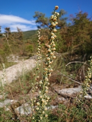 Artemisia alba
