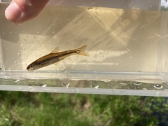 Notropis heterolepis