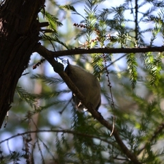 Thryomanes bewickii