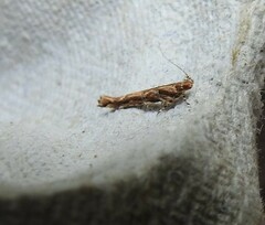 Pyroderces aellotricha