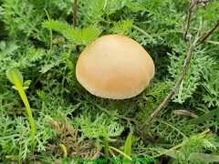 Agrocybe vervacti