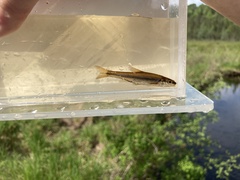 Notropis heterolepis